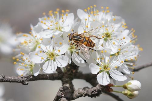 Helophilus pendulus